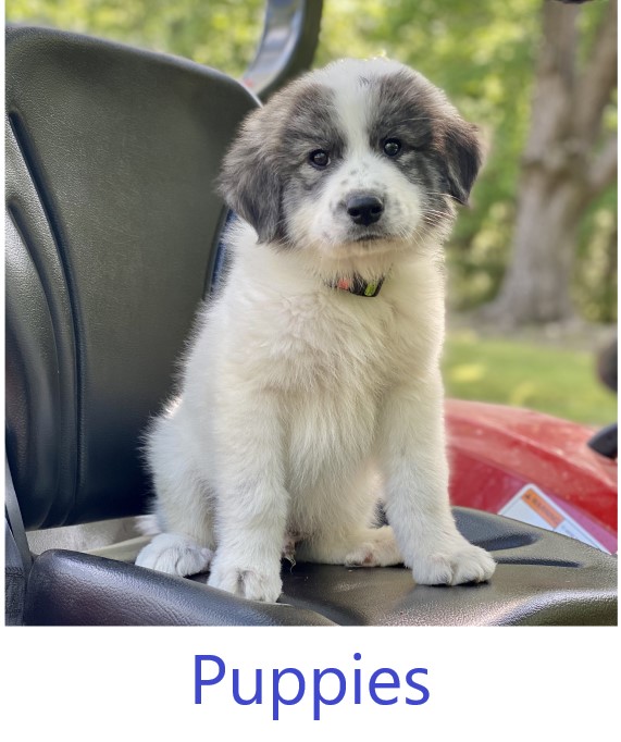 Great Pyrenees Puppies