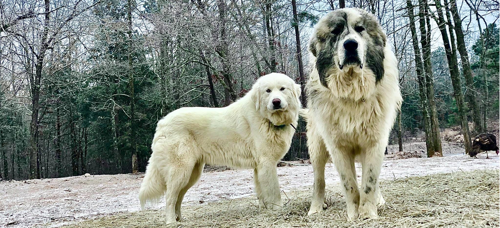 Great Pyrenees header